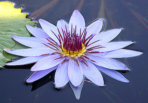 water-lily