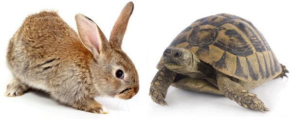 tortoise-hare-puzzle