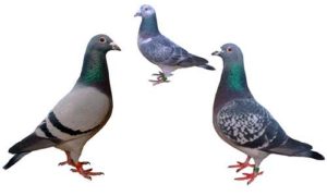 5 pigeons kids puzzle