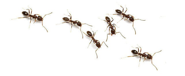 biggest ant riddke