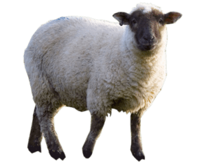 sheep mowing riddle