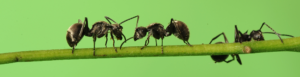 ants-on-stick-puzzle